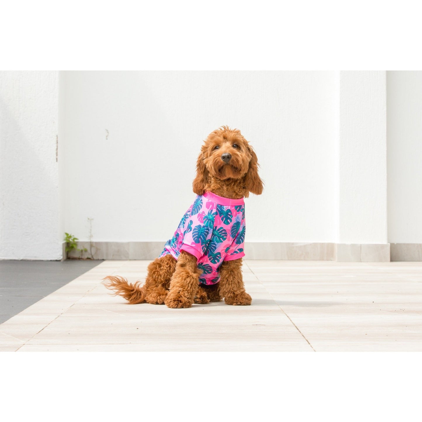 DOG BEACH RASHIE: Summer Lovin' {FINAL SALE}